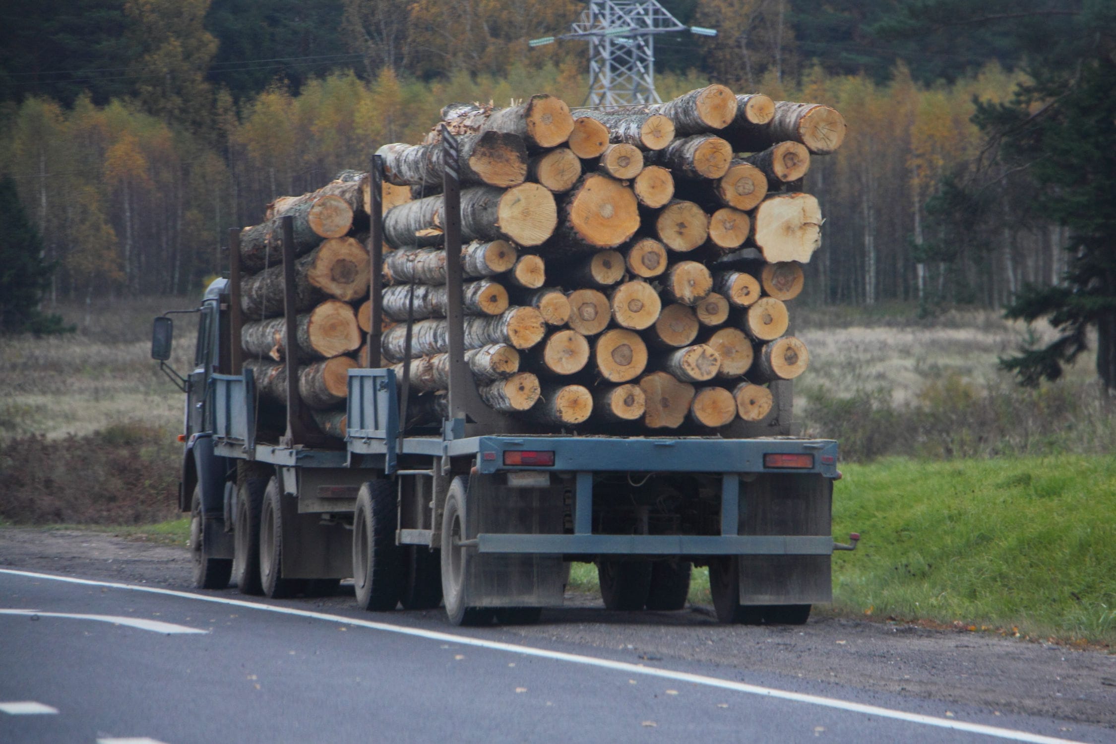 A logging truck filled with giant logs