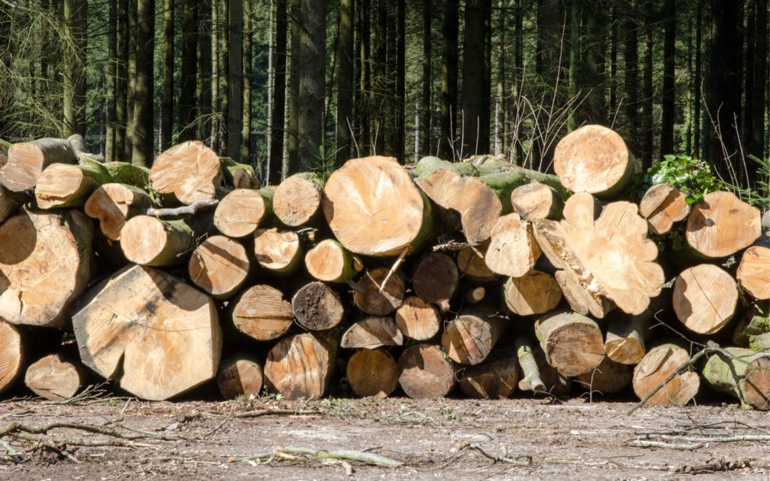Where Is Wood Sourced for Mass Timber Projects?