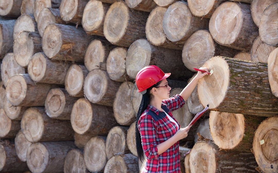 How Are Lumber Prices Affecting Tall Wood Construction Industry In BC?